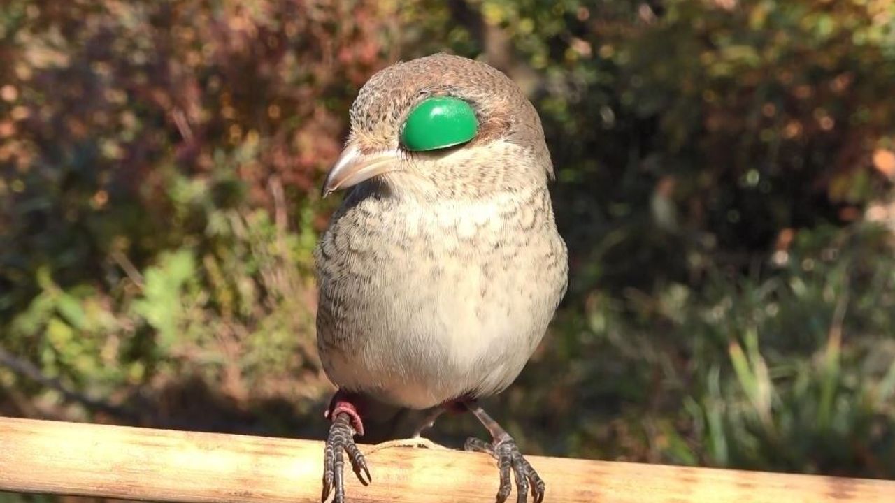 MECLİS’TEN ATMACACILIĞA YEŞİL IŞIK