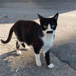 "Pala bıyıklı kedi" görenlerin dikkatini çekiyor
