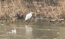 Alaplı Çayı yüzlerce kuş türüne köprü oluyor