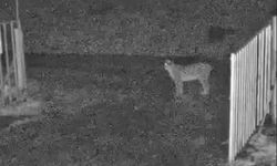 İlçe merkezine inen vaşak kamerada