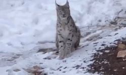 Şiran'da yerleşim alanında vaşak görüntülendi