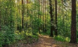 ARTVİN VE TRABZON’DAN TEPKİLER VAR!