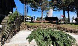 RİZE ÇAYELİ‘NDE AĞAÇ KATLİAMI!!!