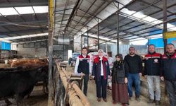 Düzce'de kadın yetiştiriciye etçi ırk düve desteği