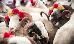 SOKAKTA KURBAN KESENE CEZA YAĞACAK!