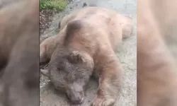 YOL ORTASINDA ÖLÜ AYI BULUNDU!