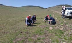 Amasya'nın mera ve yaylalarında otlatma kapasitesi incelemesi