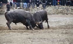 Artvin'de boğa güreşleri sezonu Sarıgöl'de açıldı