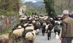 Artvin'de zorlu yayla göçü başladı