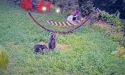 Bahçeye giren yavru ayılar kamerada