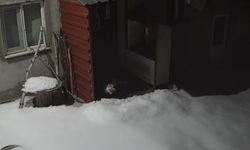 Bayburt'ta vaşaktan sonra bu kez tilki tavşan avladı