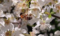 Baharın gelmesiyle arılar harekete geçti