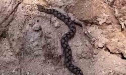 Bolu'da odun yığınları arasında nesli tehlike altında olan zehirli yılan görüntülendi