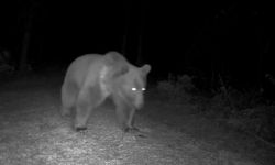 Karabük'te boz ayılar fotokapanla görüntülendi