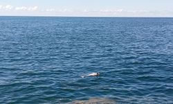 Karadeniz Ereğli'de sahilde ölü yunus bulundu