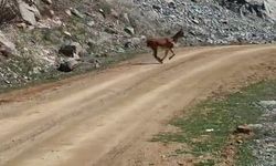 Kayalıklardan süzülen zarafet kameralarda