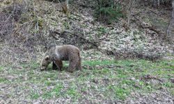 Kış uykusundan uyanan ayılar, ormanlık alanda beslenirken görüntülendi