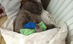 Kuduz aşısı sonrası kedileri ölen aile şikayetçi oldu