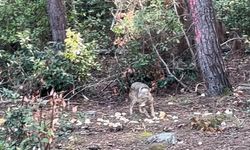 Önce karnını doyurdu, sonra gözden kayboldu