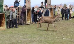 Ordu'da doğaya 16 kızıl geyik salındı