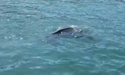 Deniz kaplumbağası balıkçının kamerasına yansıdı