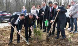 Ormanlar ağaçlandırılıyor