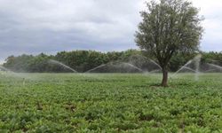 Tarım, hayvancılık ve kırsal kalkınmaya dev  destek