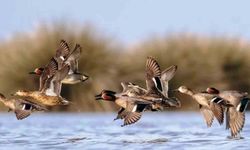 Savcının objektifinden yaban hayatı