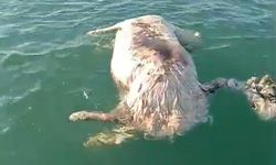 Denizde ölü inek bulundu