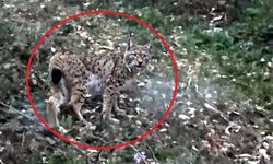 Sinop'ta vaşak görüntülendi