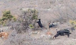 Çoban, baharı da türküyle karşıladı