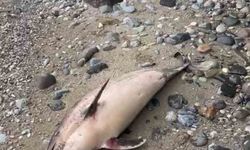 Trabzon'da yunus balığı ölümleri