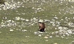 Yürümekte güçlük çeken bozayı ormana böyle ulaşmaya çalıştı