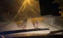 Aç kalan ayılar köye indi