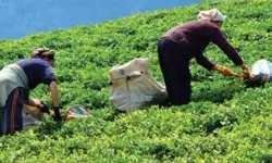 ÇAY ÜRETİCİLERİ NE KADAR FİYAT İSTİYOR?