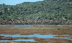 İKİ TRABZONLU DA AYNI YERE GÖZ KOYDU!