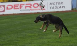 19 Mayıs kutlamalarında tehlikeli anlar: Stada giren başıboş köpek, dronu böyle düşürdü