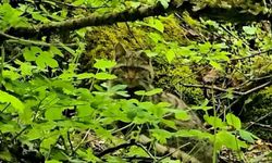 Bolu'da ormanlık alanda gezinen yaban kedisi görüntülendi