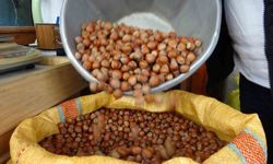 Düzce'den AB ülkelerine 4 bin 452 ton fındık ihraç edildi