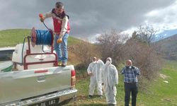Gümüşhane'de çekirge istilasına uğrayan köyde ilaçlama çalışması başlatıldı