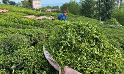 Çay üreticileri hasat için bahçelere girmeye başladı