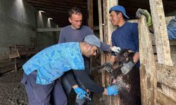 Bayburt'ta küçükbaş hayvanlara yönelik kimliklendirme ve aşılama çalışmaları sürüyor