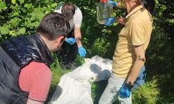 Kahverengi kokarcaya karşı samuray arısı seferberliği