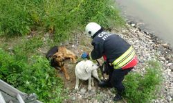 Ordu'da ırmak yatağında mahsur kalan köpekleri itfaiye kurtardı