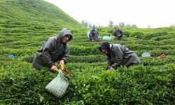 Rize'de çay tarımı yeniden şekilleniyor!