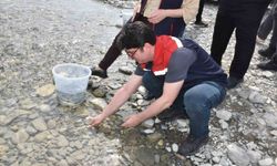 Sinop'ta 2 bin 500 mersin balığı denize salındı