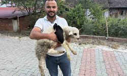 Tokat'ta sağlık personelinden yaralı kuzuya tüm teşekküllü müdahale