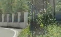 Trabzon'da ilk kez görüntülendi!