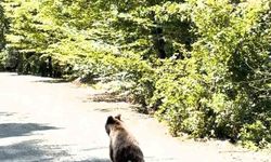 Bolu'da aracın önünde koşan ayı kameraya yansıdı