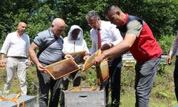 Coğrafi işaretli Salıpazarı kestane balında hasat başladı
